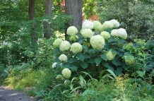 Native Gardens