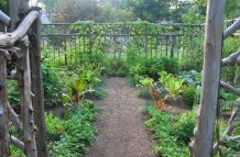 Edible Gardens 1